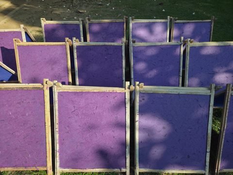 Des rangées de cadres de bois, chacun tendu d'une feuille de papier violet, dressés sur une pelouse au soleil tamisé