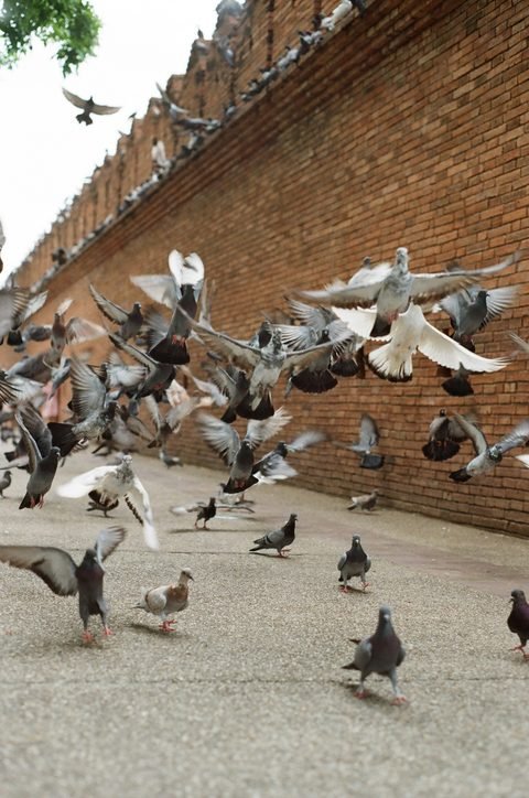 Pigeons taking flight along a crenellated brick wall