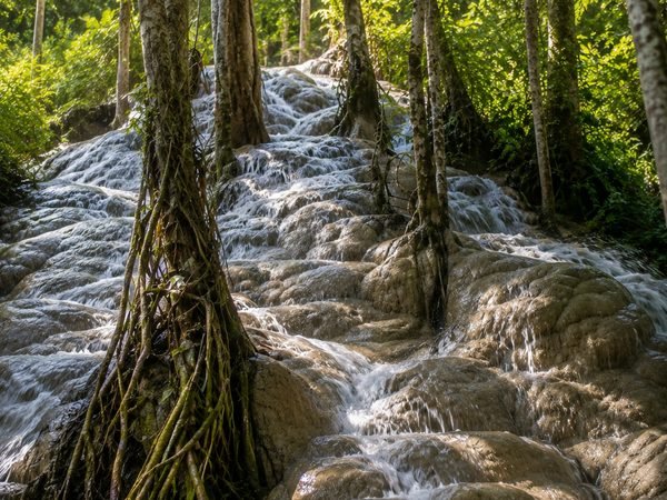 Water running over the pale limestone terraces of the Bua Thong sticky waterfall, between the roots of tall trees