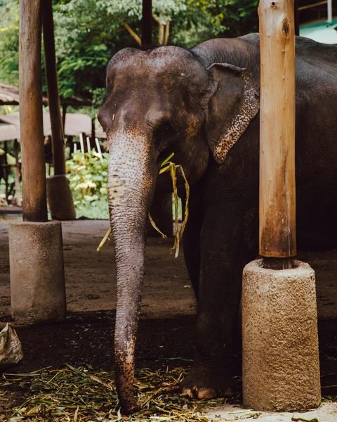 An elephant reaching for leaves beside a wooden feeding shelter
