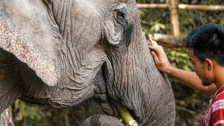 A man holding out a length of sugar cane to an elephant, one hand resting against its trunk