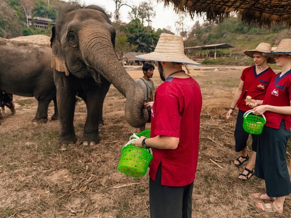 Visitors in red mahout tunics and straw hats holding out buckets of food to an elephant under a thatched shelter
