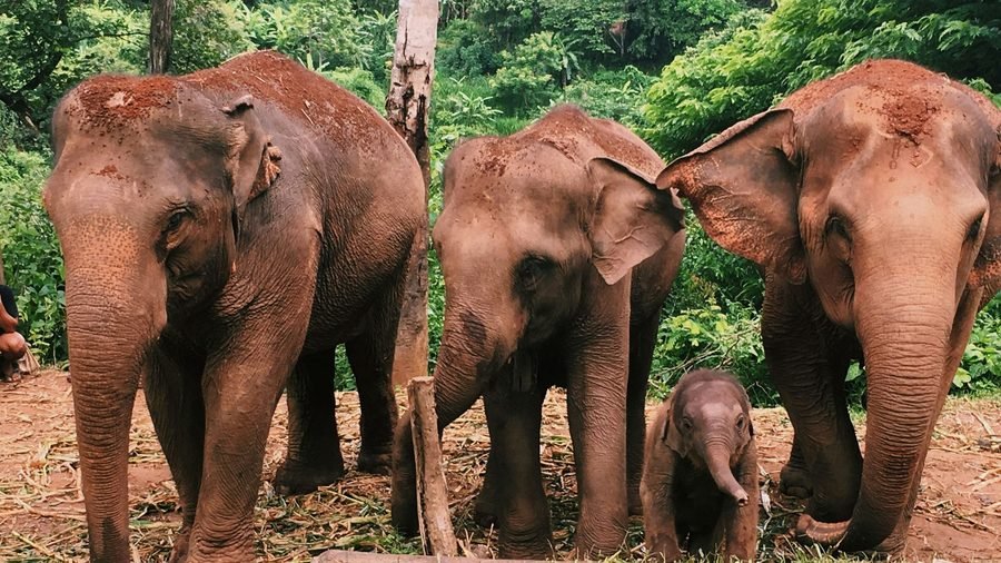 Three elephants and a calf standing at the edge of the forest