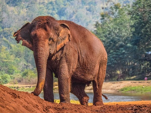 An elephant coated in red earth standing on the bank above a river, forested hills behind
