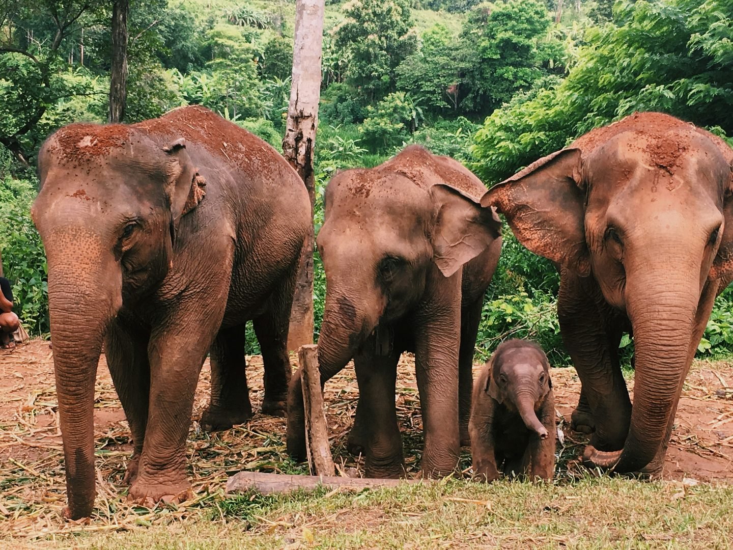 Three elephants and a calf standing at the edge of the forest