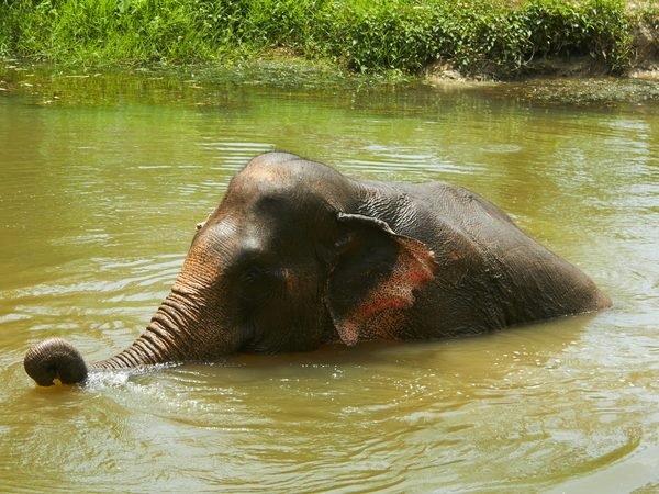 An elephant lying in a shallow green river, its trunk curled above the water