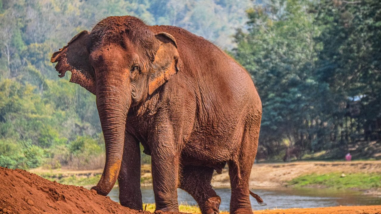 An Asian elephant standing at the edge of a river in a forested sanctuary near Chiang Mai