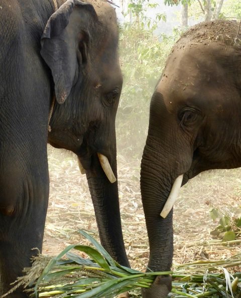 Two elephants eating fresh grass side by side