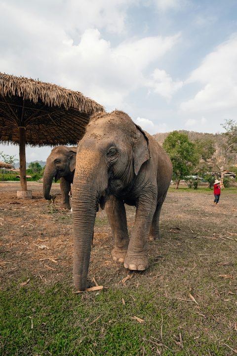 Two elephants walking across an open field beside a thatched shelter