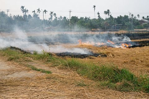 A field being burned, with flames and smoke across the cut straw