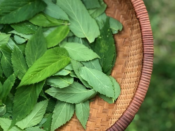A woven bamboo basket held on the lap, filled with freshly picked Thai basil