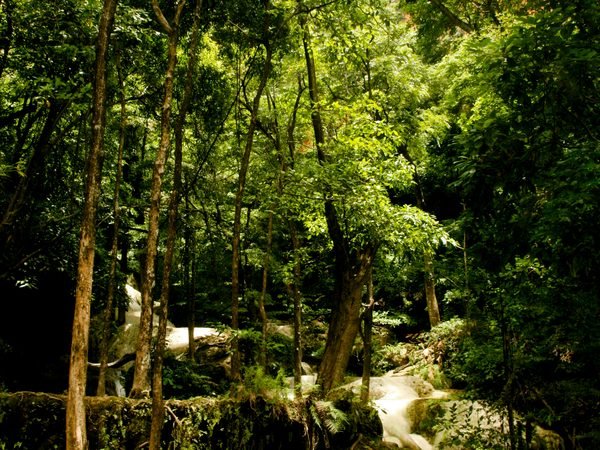 A stream running through the forest between tall trees and their roots, well off the road