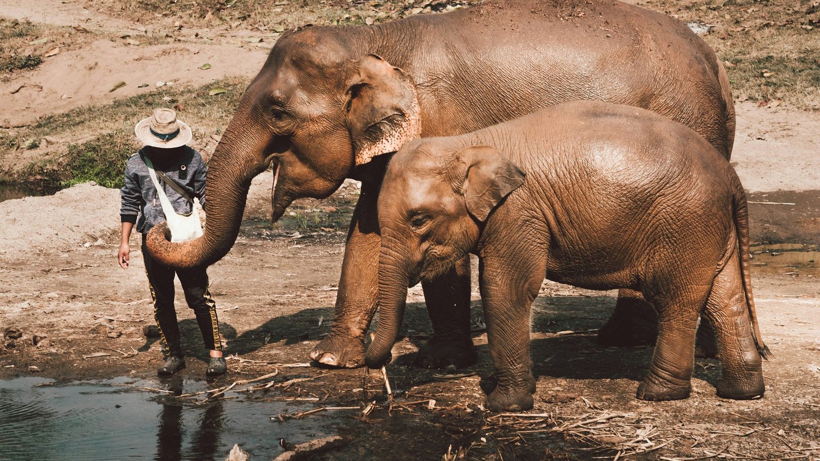 A keeper in a straw hat holding out food to an adult elephant beside a river, a younger elephant alongside