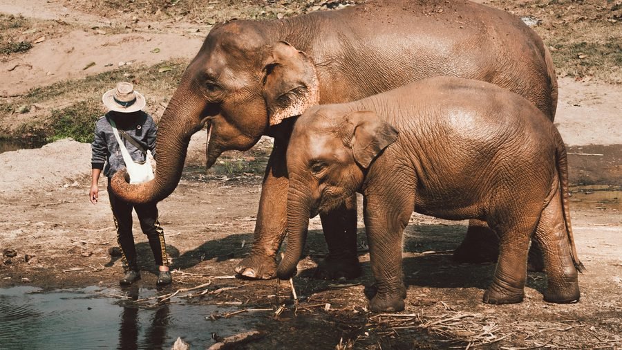 A keeper in a straw hat holding out food to an adult elephant beside a river, a younger elephant alongside