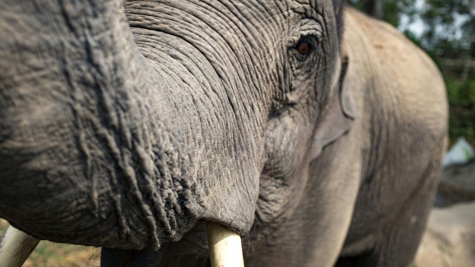 Close-up of an elephant's head: the eye, the deeply wrinkled skin and the base of the tusks