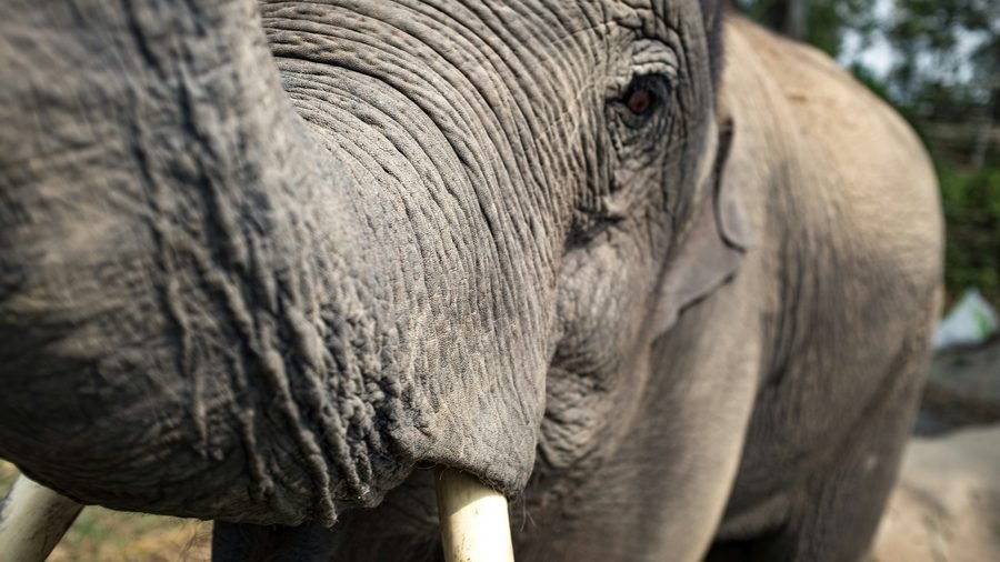 Close-up of an elephant's head: the eye, the deeply wrinkled skin and the base of the tusks