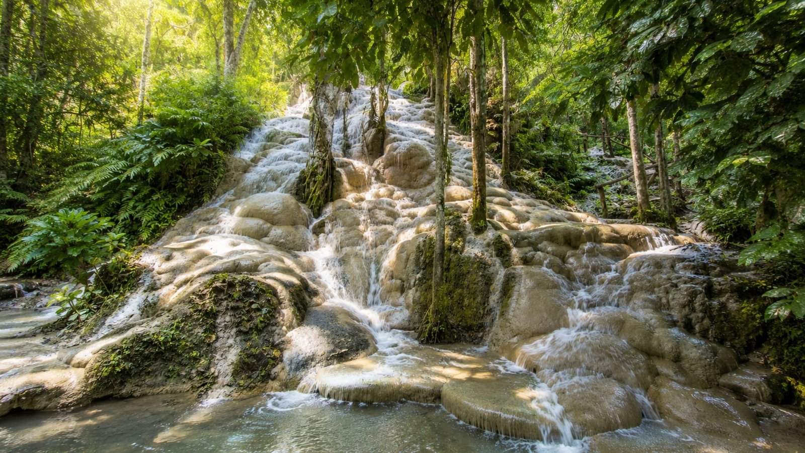 The pale limestone terraces of the Bua Thong sticky waterfall, water running over them under the forest canopy